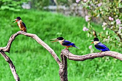 中国版《魔兽》？MMO《塔瑞斯世界》首曝预告